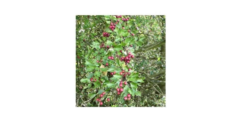 Obrona GŁOGOWA A.D. 2020. Przepis na wino św. Hildegardy