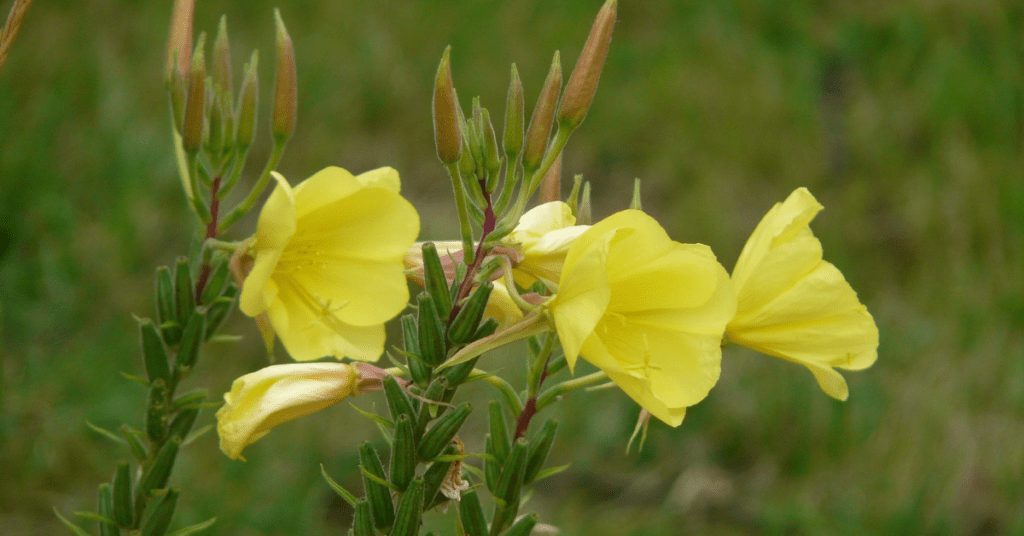 Mydlamo: Zioła w pielęgnacji skóry niemowląt