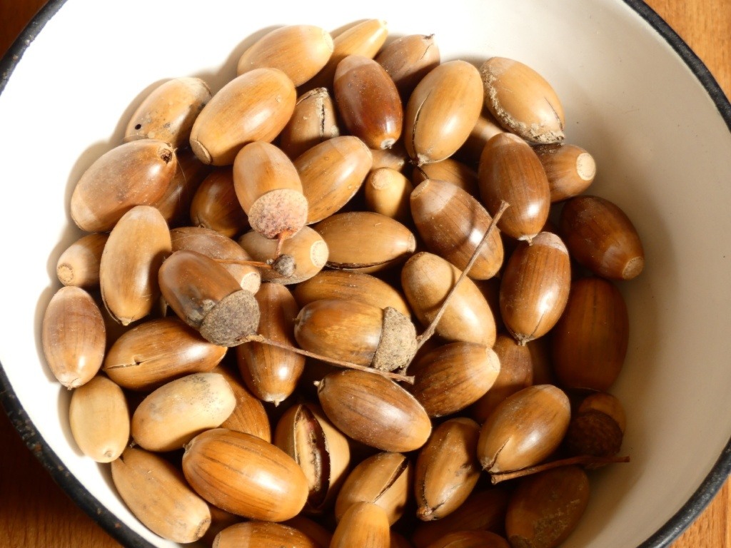 Bezlitosne ogry w magicznym lesie…czyli przepis na kawę z żołędzi