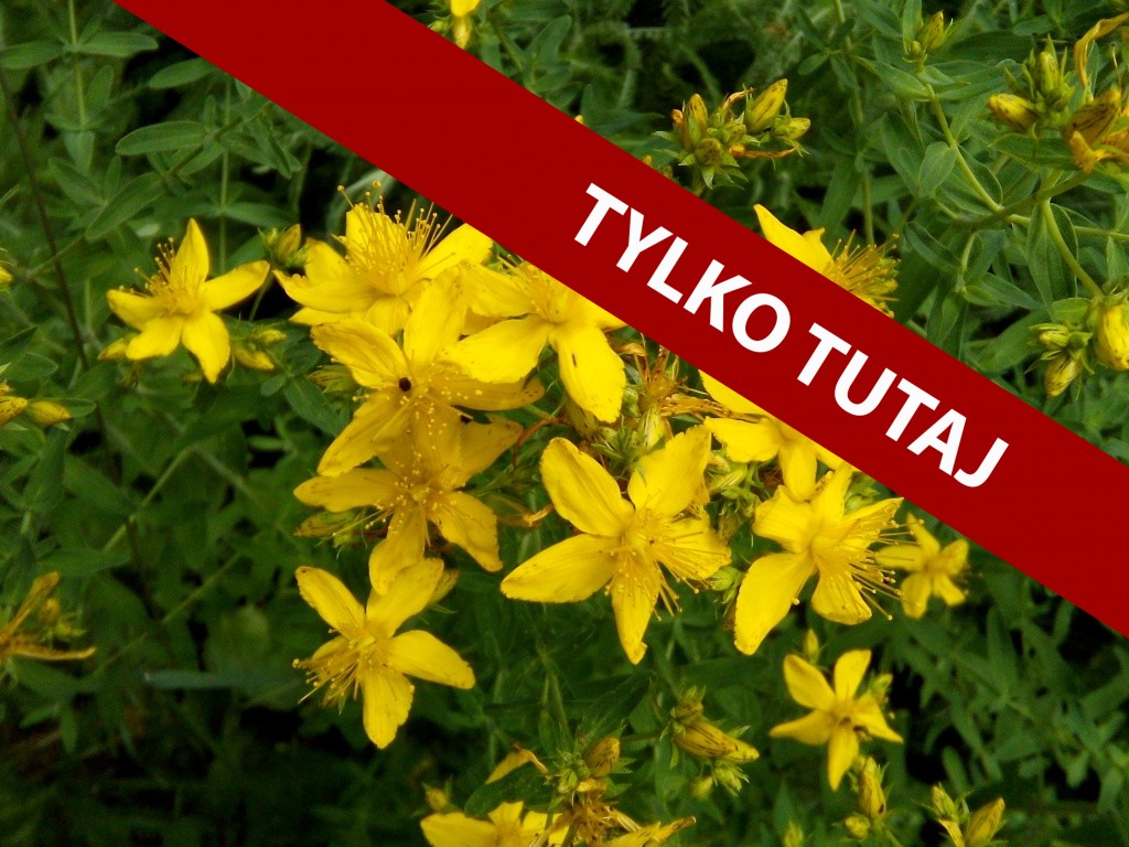 Paradoks, czyli rzadko i często… Sposoby na jelitówkę